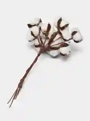 Белый хлопок натуральный, сухоцветы, 10 штук