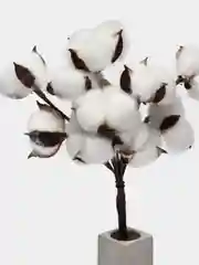 Белый хлопок натуральный, сухоцветы, 10 штук