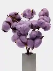 Фиолетовый хлопок натуральный, сухоцветы, 10 штук