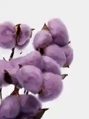 Фиолетовый хлопок натуральный, сухоцветы, 10 штук