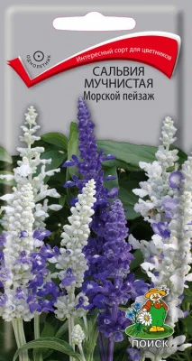 Сальвия Морской пейзаж, 10шт/Поиск