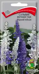 Сальвия Морской пейзаж, 10шт/Поиск