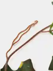 Терракотовый декоративная лиана, виноградная, плющ искусственный, цветы