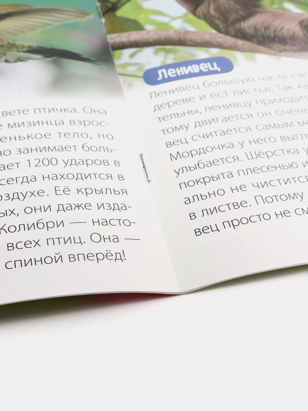 Животные Южной Америки