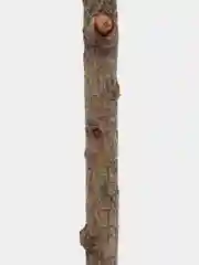 Палочки из древесины