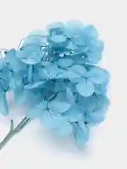 Разноцветный сухоцветы в контейнере