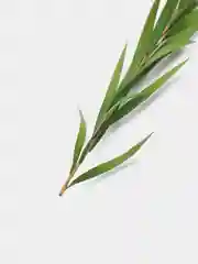 Лесной зеленый сухоцветы в контейнере