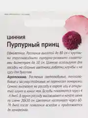 Семена цветов Цинния "Пурпурный принц", 0,5 г