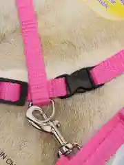 Розовый шлейка с поводком для кошек