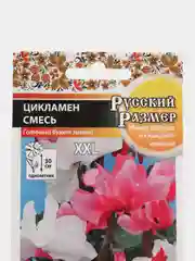 Семена Цикламен "Смесь XXL", Русский размер, 5 штук