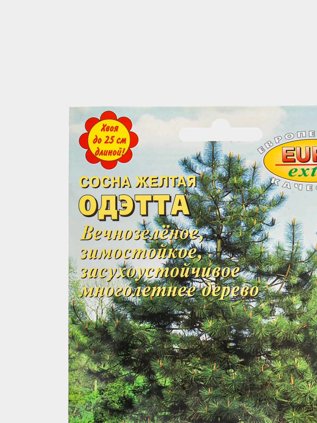 Семена Сосна "Одэтта"