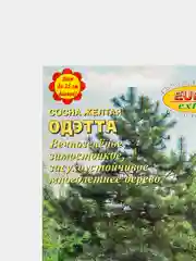 Семена Сосна "Одэтта"