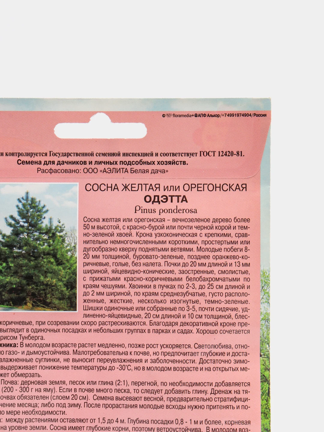 Семена Сосна "Одэтта"