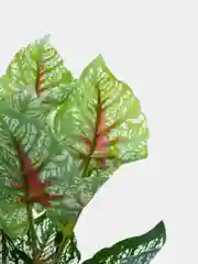Марсала искусственные цветы. Куст зелени. Искусственные растения для декора