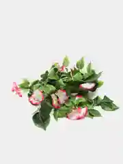 Тёмно-розовый искусственные цветы: лиана, лоза цветущая, петуния