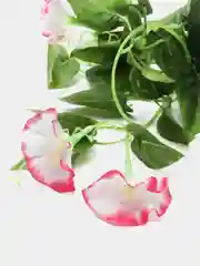 Тёмно-розовый искусственные цветы: лиана, лоза цветущая, петуния
