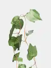 Зеленый декоративные лианы. Искусственные цветы