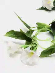 Белый искусственные цветы: лиана, лоза цветущая, петуния