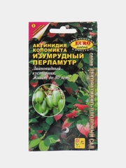 Актинидия Изумрудный перламутр (семена, цветы)