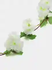 Белый сакура. Искусственная лиана для декора. искусственные цветы