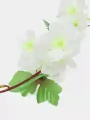 Белый сакура. Искусственная лиана для декора. искусственные цветы