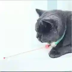 Ошейник для кошек/лазерная игрушка