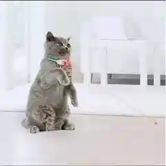 Ошейник для кошек/лазерная игрушка