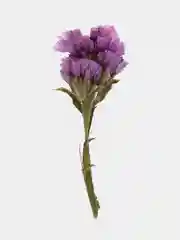 Сухоцветы натуральные отборные, гелихризум бессмертник, 10 шт