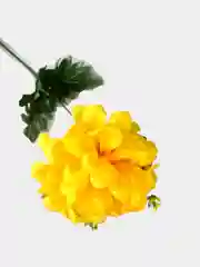 Белый искусственные цветы. Хризантема (букет). Композиция. Высота: 490 мм