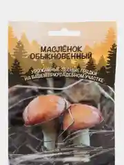 Семена грибов "Масленок"