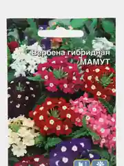 Вербена Мамут (семена,цветы)