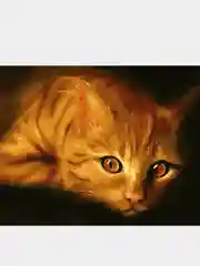 Картина по номерам "Рыжий кот, кошка", с подрамником, 40 х 50 см