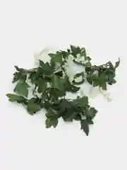 Белый цветок глицинии. Искусственная лиана. Искусственные цветы