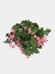 Розовый цветок глицинии. Искусственная лиана. Искусственные цветы