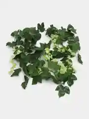 Лайм цветок глицинии. Искусственная лиана. Искусственные цветы