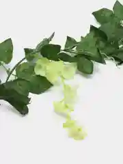 Лайм цветок глицинии. Искусственная лиана. Искусственные цветы