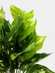 Лайм искусственные цветы. Куст зелени. Искусственные растения для декора