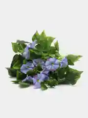 Синий искусственные цветы: лиана, лоза цветущая, петуния