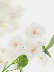 Белый искусственные цветы сакура, японская вишня, ветка сакуры