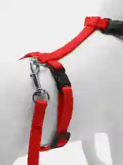 Красный шлейка с поводком для кошек