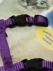 Фиолетовый шлейка с поводком для кошек