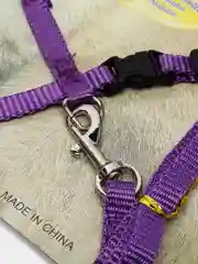 Фиолетовый шлейка с поводком для кошек