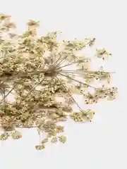 Белый цветы и трава плоской сушки, в упаковке 10 штук, размер упаковки 11*16 см