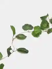 Тёмно-зелёный декоративные лианы. Искусственные цветы