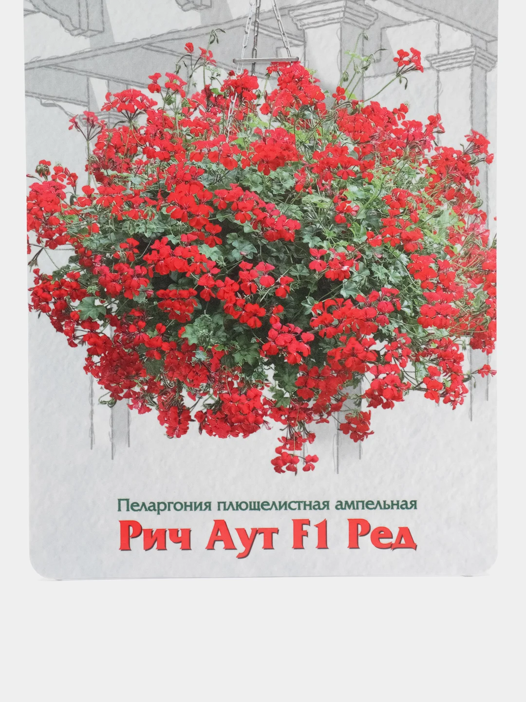 Семена Пеларгония плющелистная ампельная "Рич Аут F1 Ред" набор 1, 2, 3, 5 уп