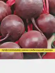Семена Свекла "Фалькон"