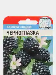 Семена Ежевика "Черноглазка"
