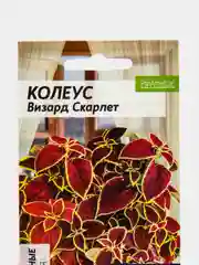 Семена цветов Колеус "Визард Скарлет"