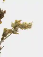 Сухоцветы для декора: лимонник-железница, чабан чай, чай греческий