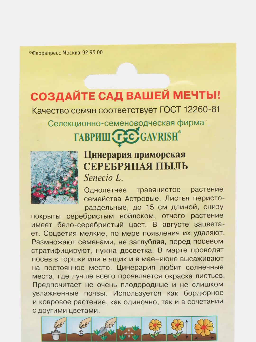 Семена цветов Цинерария Серебряная пыль
